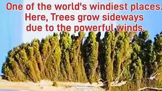 Why Are These Amazing Trees Growing Sideways?