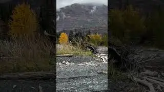 Have you ever seen a bald eagle poop? #memes #funny #alaska