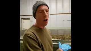 Pumpkin seed drying Stony Brook WholeHeartedFoods + Martin Farms   #farmproducts #pumpkinseeds