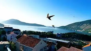 @elenak-9k Swallows flying over the Bay of Kotor, Montenegro #travel #birds #montenegro #nature 