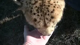 Purring cheetah licking my hand