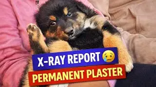 Vet Visit Update 🏥 | Lobo Ka Phalanges Fracture | X-Ray & Plaster