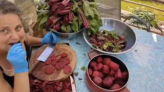 Garden Harvest | processing beets kale turnips broccoli