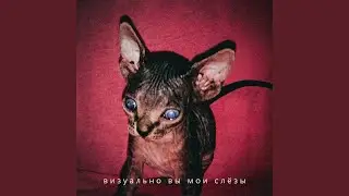 сачейн