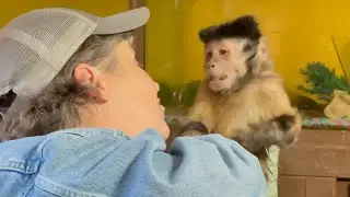 Capuchin Monkey Tiki Torch At His First Monthly Misfitland Meeting