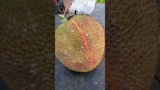 Jackfruit cutting shorts. #fruitcutting #vairalshorts #fruit  #shorts