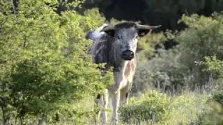 Knepp Wildland Longhorns in early morning scrubland