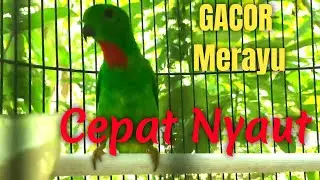 Serindit Jantan Memanggil Gacor Merayu Lawan, Bagus Untuk Pancingan Serindit