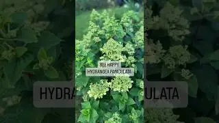 НОВИНКА метельчатая гортензия BEE HAPPY, описание сорта читайте в описании