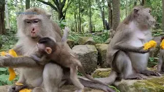 Active baby Monkey Brindy makes Mama busy taking care of she runs and plays around Mom