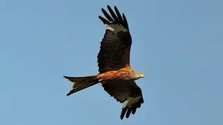 Kania ruda / Red kite / Milvus milvus / Luňák červený