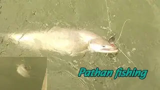 Big Pathan Fishing Video | Wallago fish catch
