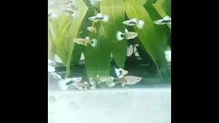 White texido🤍🖤guppyfish #guppyfarm #guppies #white #whitetexido #guppylover