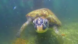 Diving in Roat&aacute;n Honduras