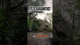 We Discovered a Gigantic Ancient Stone Alligator!