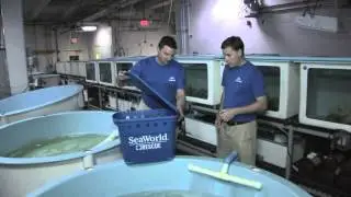Cold-stressed sea turtles from Cape Cod find new home | SeaWorld Orlando