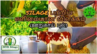 எளிமையான முறையில் Silage (ஊறுகாய் புல்) பற்றிய விளக்கம் | MVR Silage and Dairy Farm ||