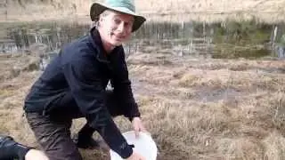 Second adult striped newt release Pond 18 Feb 2015