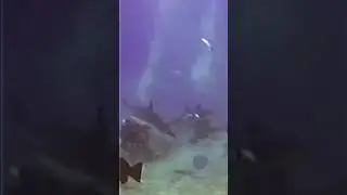 Shark with Head Stuck in a bucket! Wait for it! 0:20  #shorts #shark #bucket #donateforadream