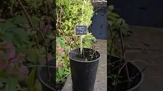 Черенки сливы мирабель в цвету