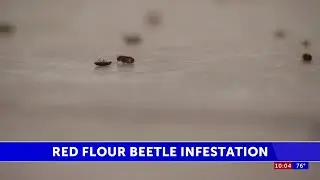 Socorro resident affected by red flour beetle infestation shares daily challenges