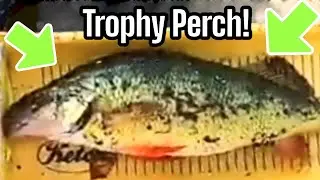 Trophy Fish are lurking! (Minnow Fishing in the Fall)