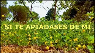 90. E.JOTA - SI TE APIADASES DE MI (VIDEOCLIP OFICIAL) (2025)
