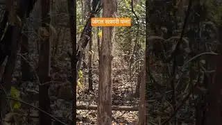 What we are waiting for for ❤️#junglesafari #pannatigerreserve