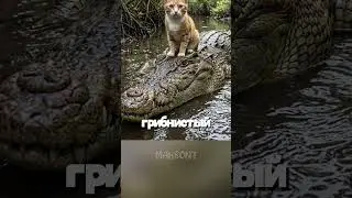 У какого кота самые сильные челюсти