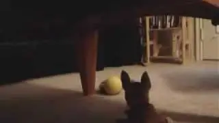 Roxy vs The Raccoon Tail Ball Thingy