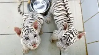 Kolejne białe tygryski w zoo w Borysewie
