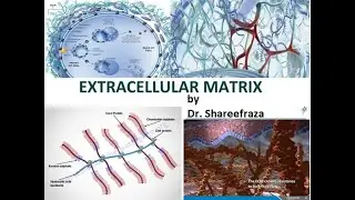 Tissue Engineering, Module 1,  Extra Cellular Matrix (ECM) #vtu #tissueengineering #vtuexams #vlog