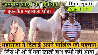 अननोन लाइन का पुणे का इकलौता महाराजा घोड़ा जिस ने दिलाई अपने मालिक को  पहचान ! (9881453040)