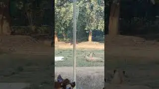 wild life century