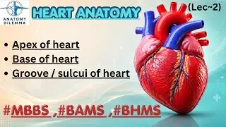 |Topic : external features of heart ie: apex, base, sulcui | bams anatomy | cardiovascular system