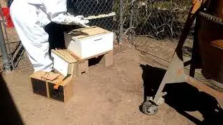 FIRST TIME BEEKEEPING 101