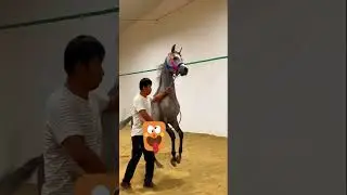 This power male horse is ready to create new generation