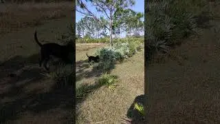 Bobwhite quail hunt in central Florida. #dog #dogtraining #hunting #huntingdog #labrador