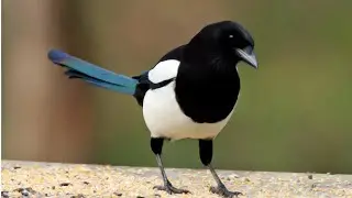 Eurasian Magpie Call & Sounds 🐦🎶