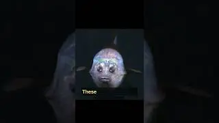 barrel eye fish