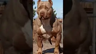 пидбуль сила😍