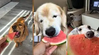 Dogs Eating Watermelon Will Make You Smile! 🍉 ASMR Compilation