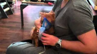Asthmakatze Zora beim Inhalieren mit dem Pariboy