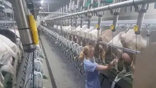 Geiten melken in de nieuwe GEA 2x60 melkstal. Gimala Weert. Sanne leert melken