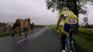 Des chevaux en pleine course cycliste !