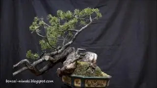 Sosna g&oacute;rska (Pinus mugo/Mugo pine)
