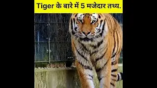 Tiger के बारे में 5 मजेदार तथ्य.|| Top 5 amazing facts about Tiger#shorts