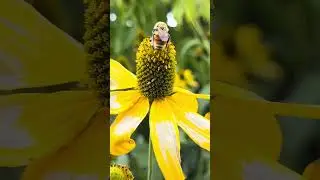 Bumblebee Pollinating Flower in Stunning Close Up