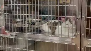 Beautiful Cats Ready for Adoption at PETSMART - June 2024