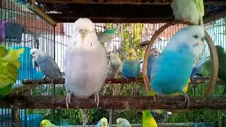 Zart wie Pastell Cinnamon & Greywing Budgies, die K&auml;ufer lieben 😲🔍❓